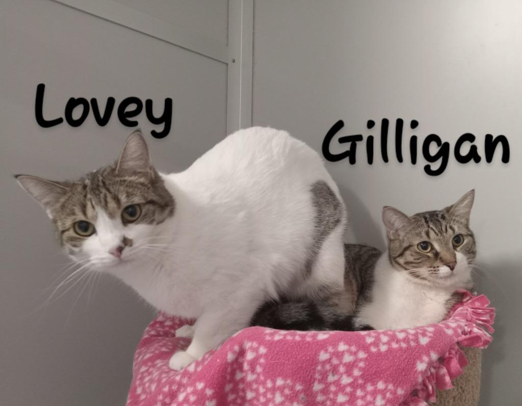Enlarge Gilligan(M)&Lovey(F), a Adoptable mixed breed in Rockford, IL image 3/3