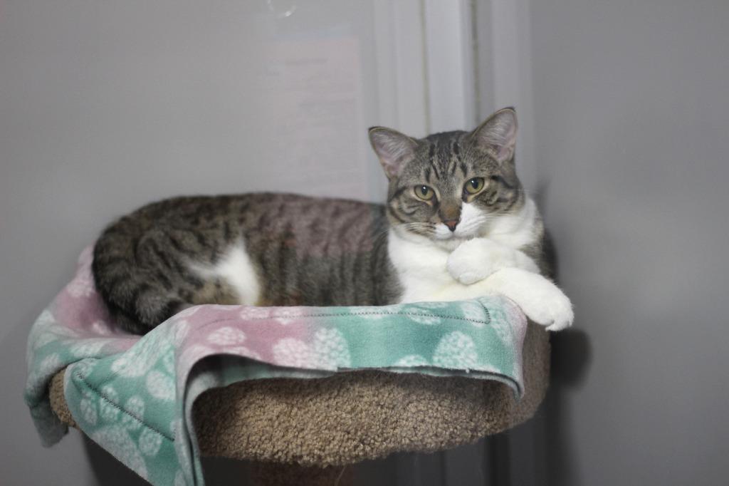 Enlarge Gilligan(M)&Lovey(F), a Adoptable mixed breed in Rockford, IL image 3/5