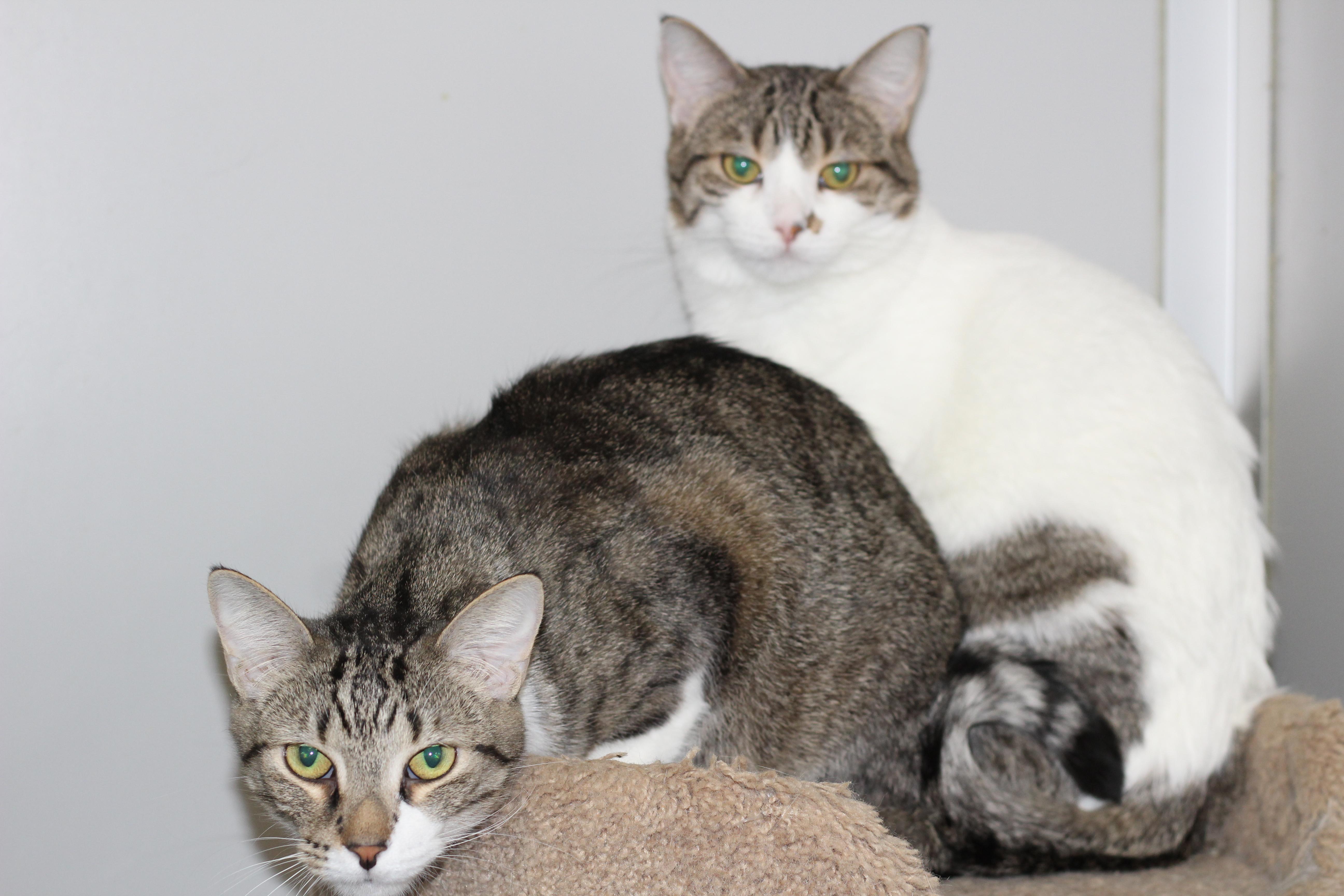 Gilligan(M)&Lovey(F), an adoptable Domestic Short Hair in Rockford, IL, 61126 | Photo Image 1