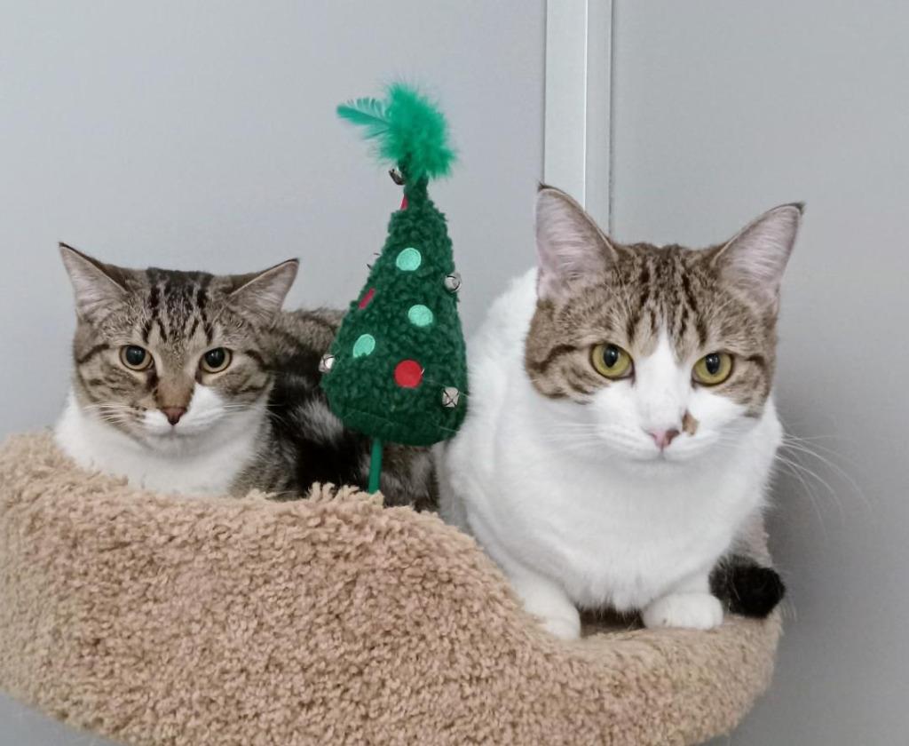 Enlarge Gilligan(M)&Lovey(F), a Adoptable mixed breed in Rockford, IL image 5/5