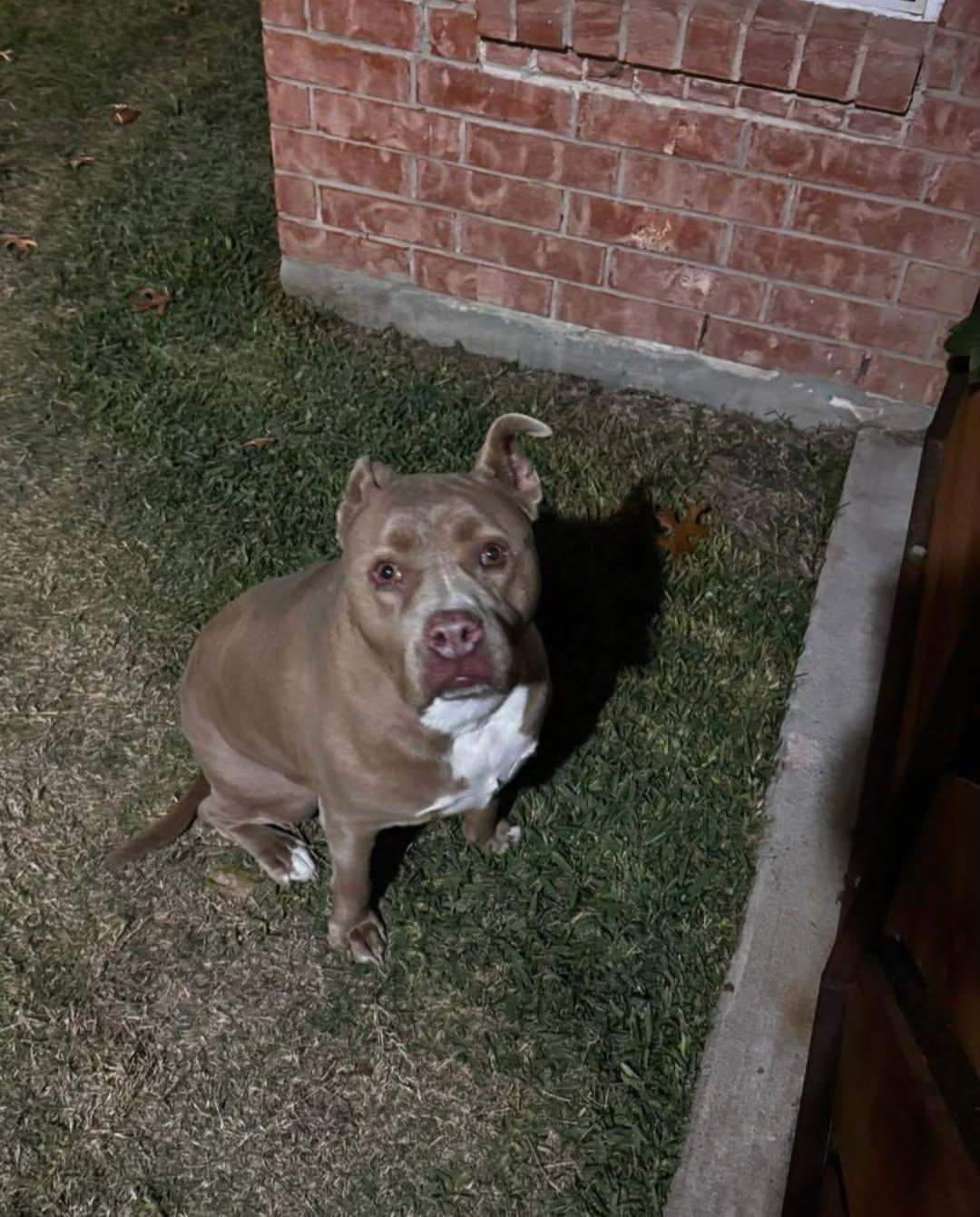 Enlarge Patsy, a Adoptable Pit Bull Terrier in Rowlett, TX image 1/3