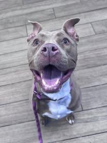 Enlarge Patsy, a Adoptable Pit Bull Terrier in Rowlett, TX image 2/3