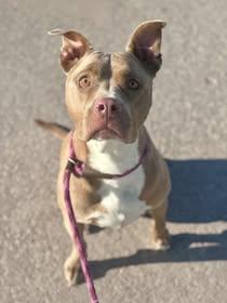 Enlarge Patsy, a Adoptable Pit Bull Terrier in Rowlett, TX image 3/3