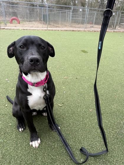 Cisco, Adoptable, Puppy Male Terrier & Mixed Breed.