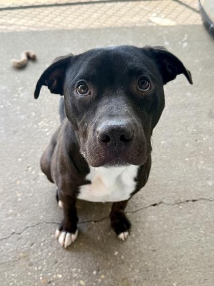 Cisco, a Adoptable mixed breed in Picayune, MS image 1/3