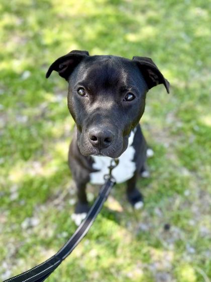 Enlarge Cisco, a Adoptable mixed breed in Picayune, MS image 1/3