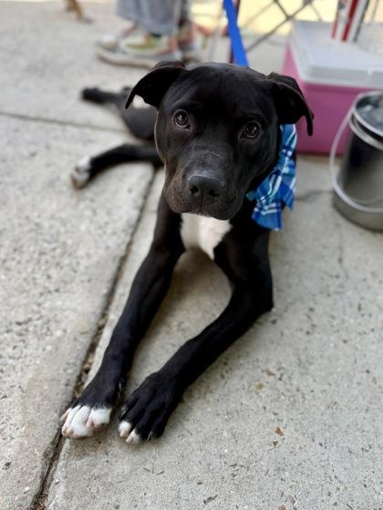 Enlarge Cisco, a Adoptable mixed breed in Picayune, MS image 2/3