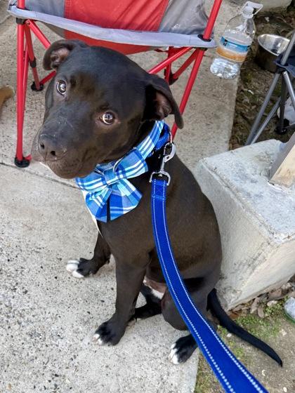 Enlarge Cisco, a Adoptable mixed breed in Picayune, MS image 3/3