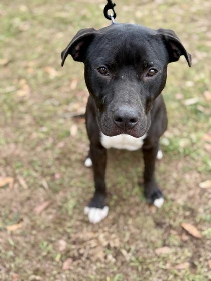 Enlarge Cisco, a Adoptable mixed breed in Picayune, MS image 2/3
