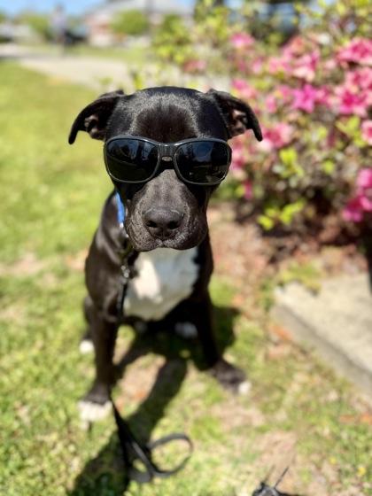 Enlarge Cisco, a Adoptable mixed breed in Picayune, MS image 3/3