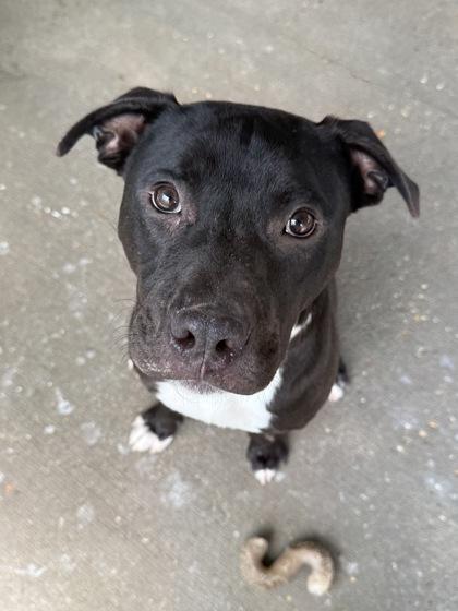 Cisco, a Adoptable mixed breed in Picayune, MS image 3/3