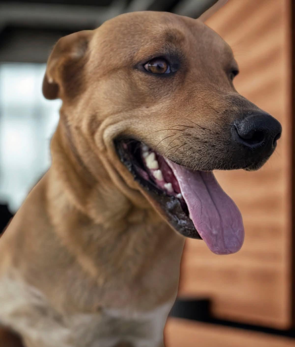 Romeo, Adoptable, Young Male Labrador Retriever & Australian Cattle Dog / Blue Heeler.