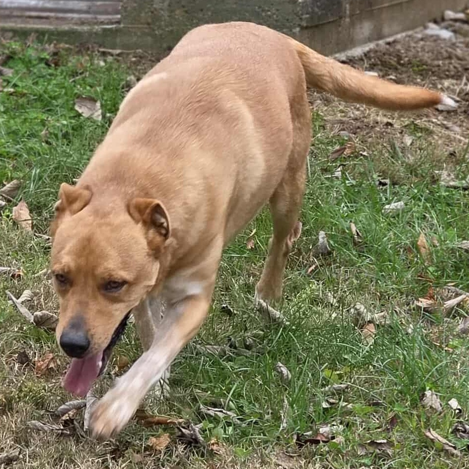 Enlarge Romeo, a Adoptable mixed breed in Harrodsburg, KY image 3/5