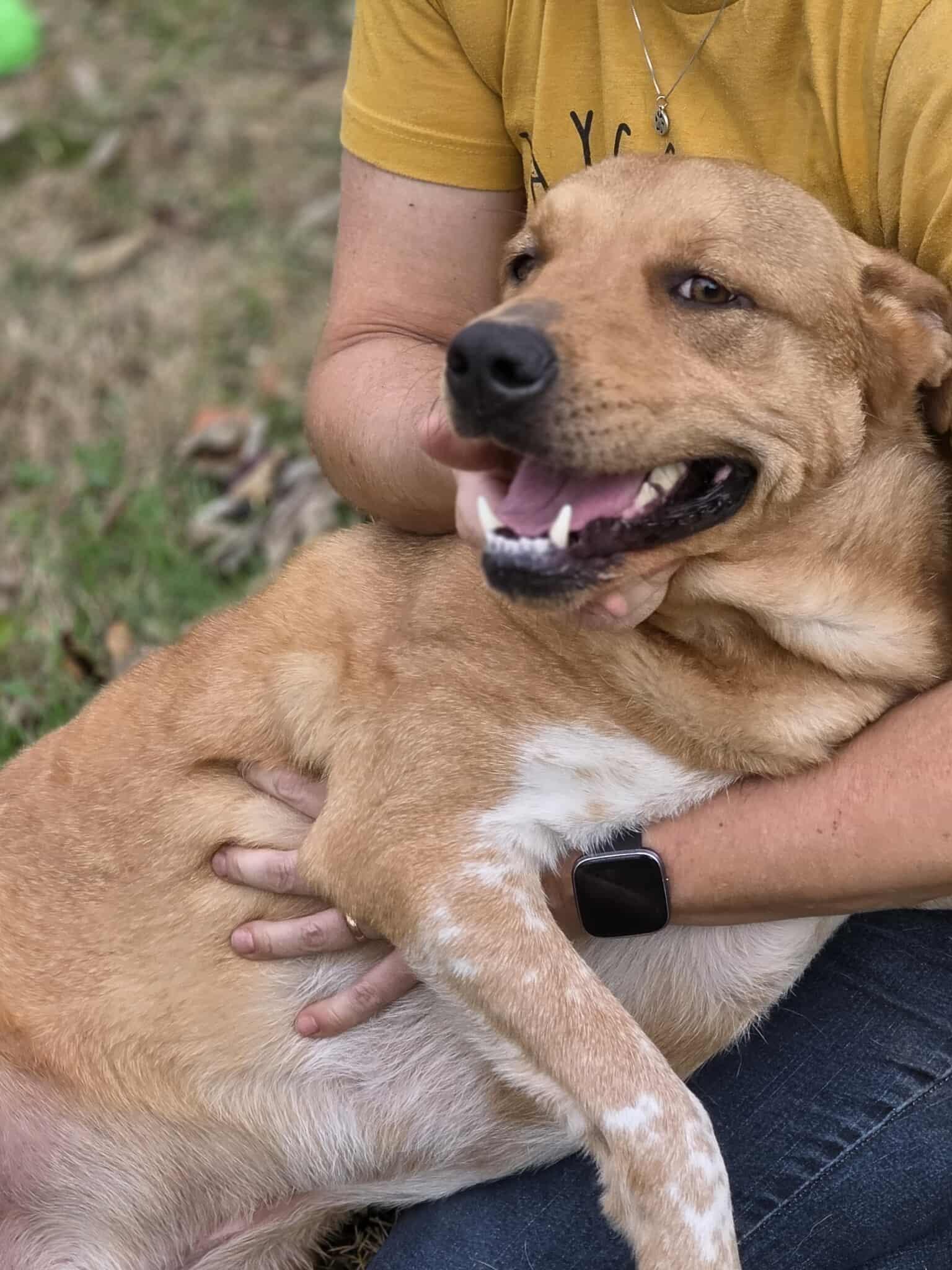 Enlarge Romeo, a Adoptable mixed breed in Harrodsburg, KY image 2/5