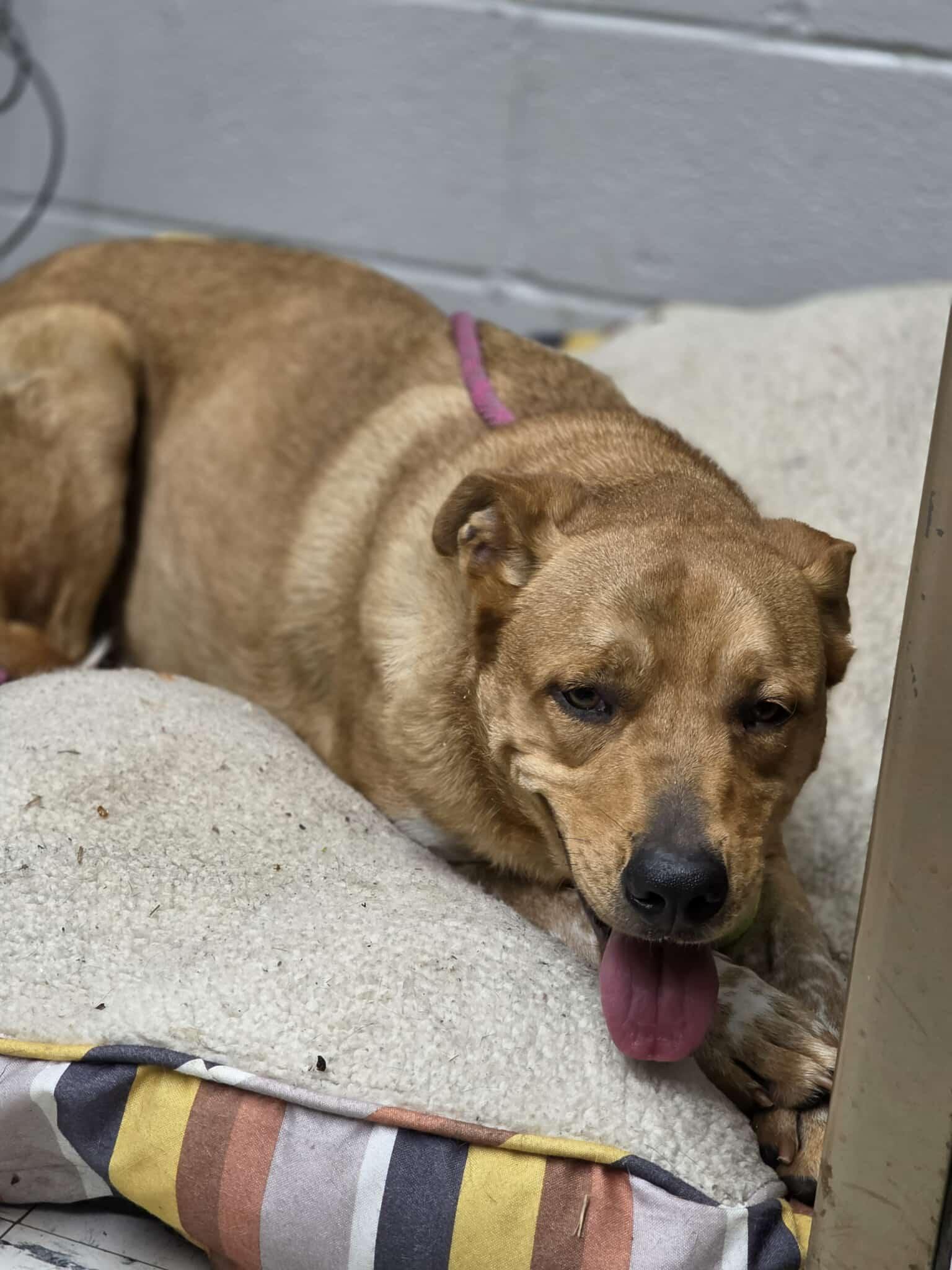 Enlarge Romeo, a Adoptable mixed breed in Harrodsburg, KY image 4/5