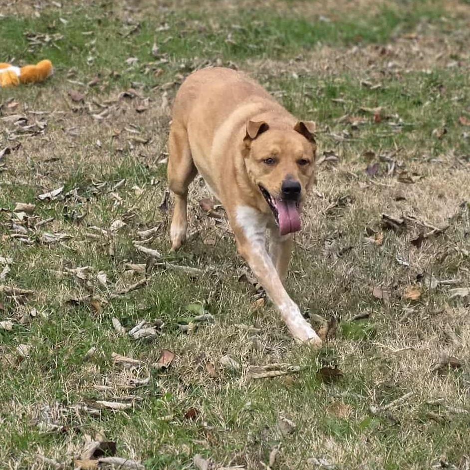 Enlarge Romeo, a Adoptable mixed breed in Harrodsburg, KY image 5/5