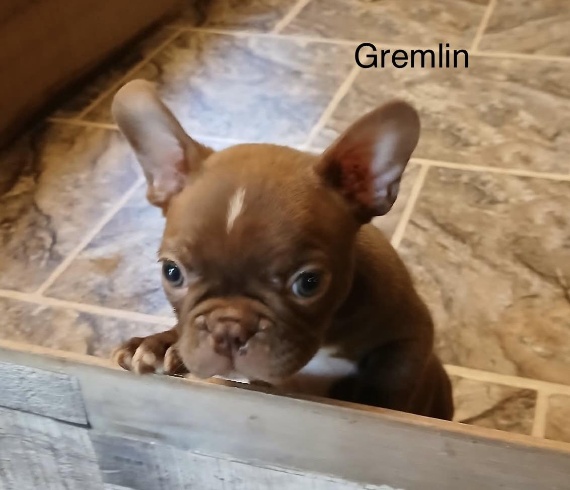 Enlarge Gremlin, a Adoptable mixed breed in Glenwood City, WI image 1/1