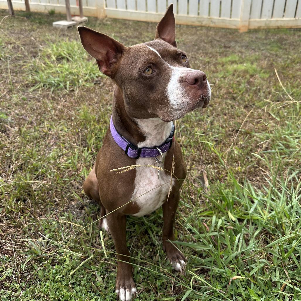 Wombat, Adoptable, Adult Female Terrier & Mixed Breed.