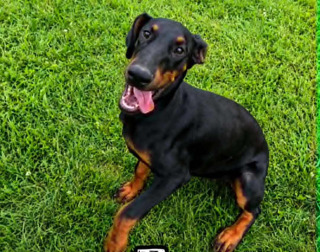 Jane (19wo, 15lbs), Adopted, Young Female Doberman Pinscher.