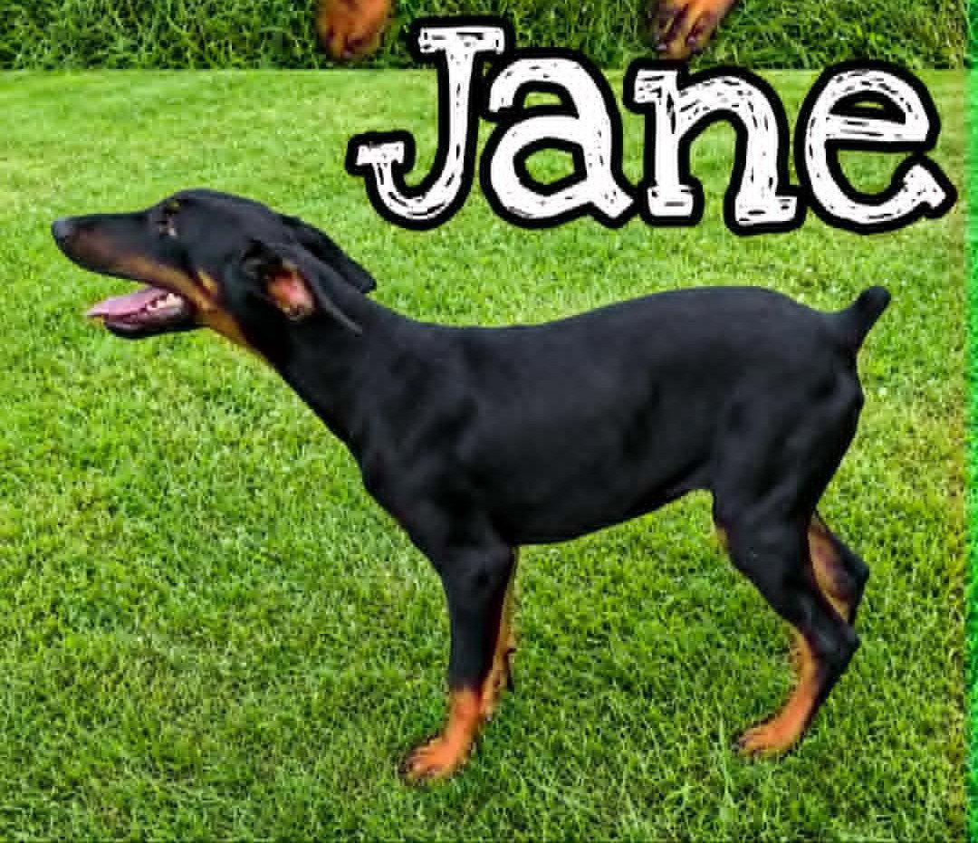 Jane (19wo, 15lbs), a Adopted Doberman Pinscher in Hinton, WV image 2/2