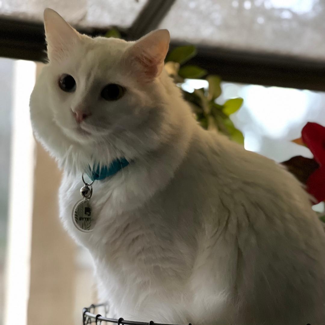Grace, Adopted, Adult Female Turkish Angora.