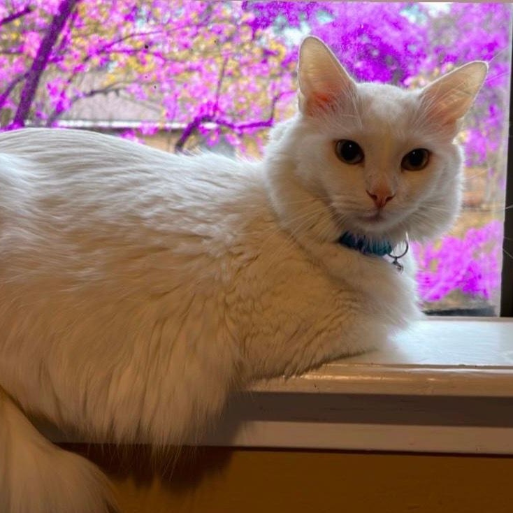 Grace, a Adopted mixed breed in Houston, TX image 2/5