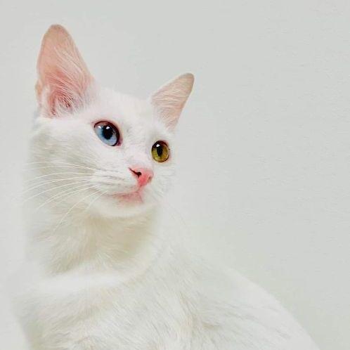 Grace, a Adopted mixed breed in Houston, TX image 5/5