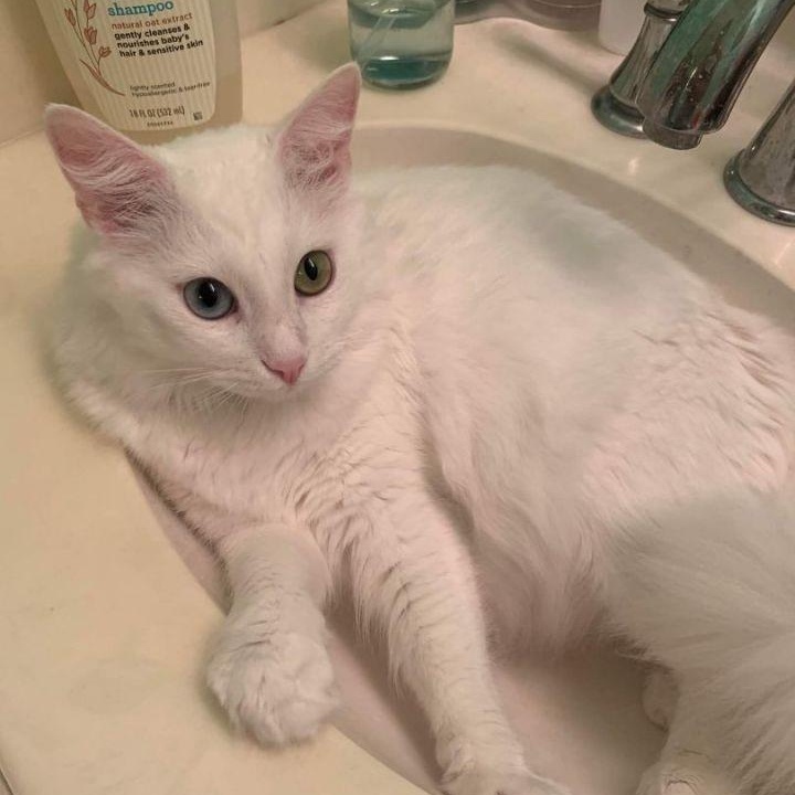 Grace, a Adopted mixed breed in Houston, TX image 3/5