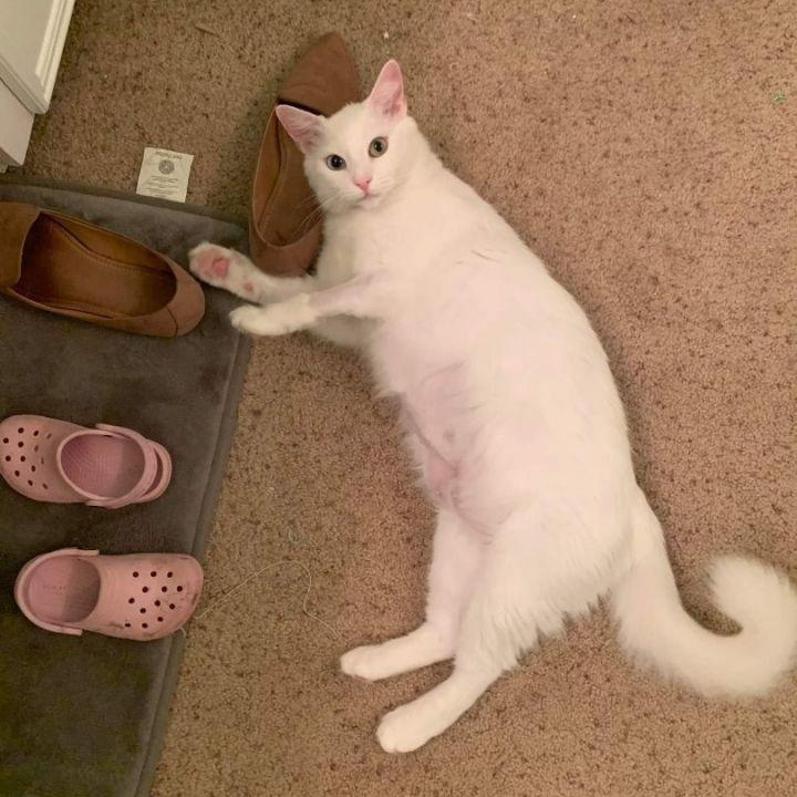 Grace, a Adopted mixed breed in Houston, TX image 4/5