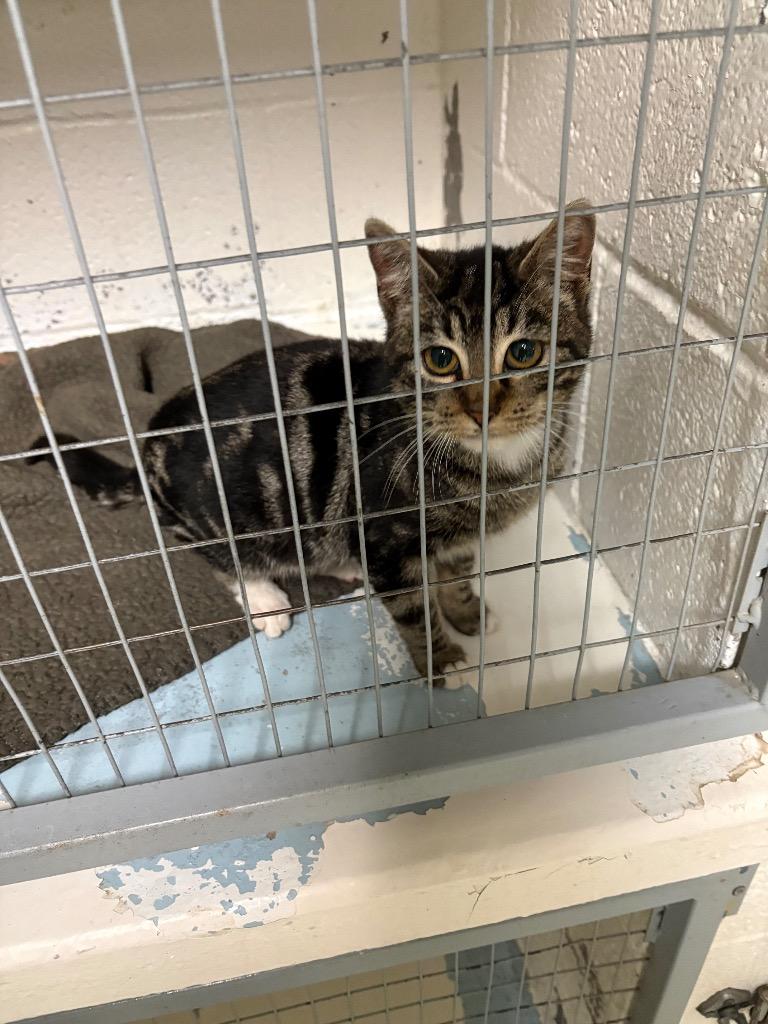 Enlarge Padma, a Adoptable mixed breed in Ada, OK image 1/2