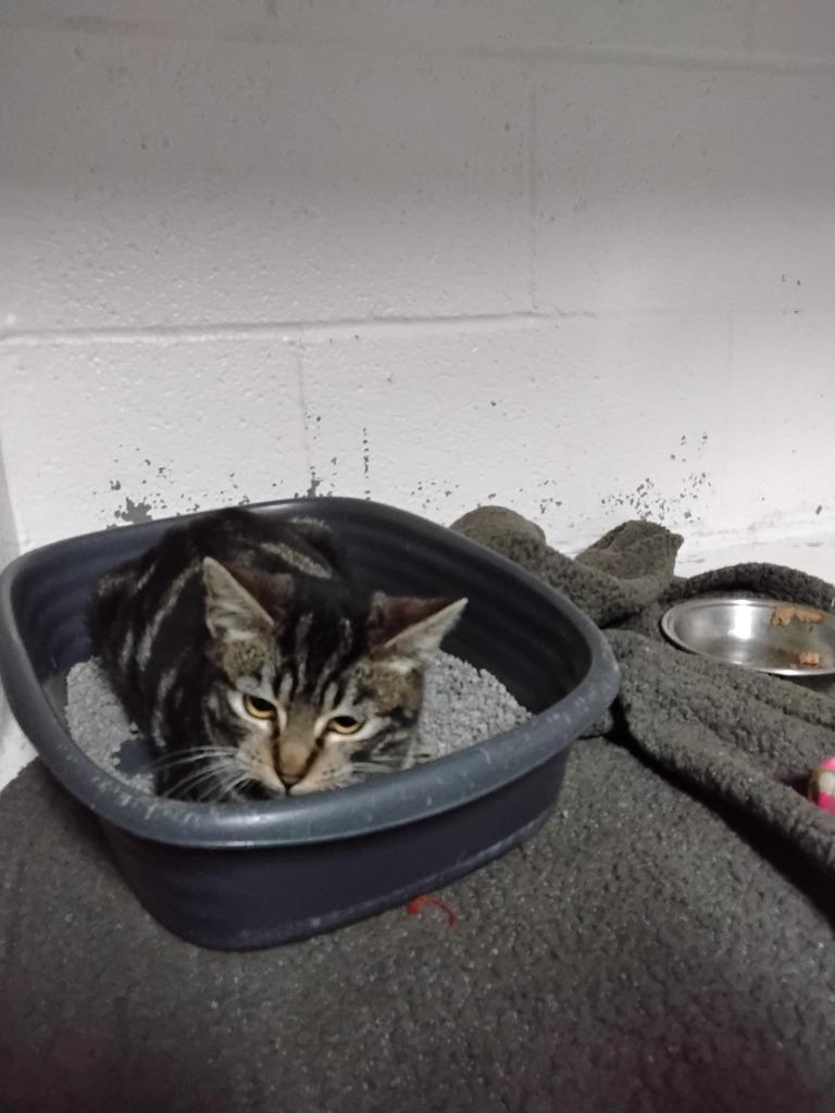 Enlarge Padma, a Adoptable mixed breed in Ada, OK image 2/2