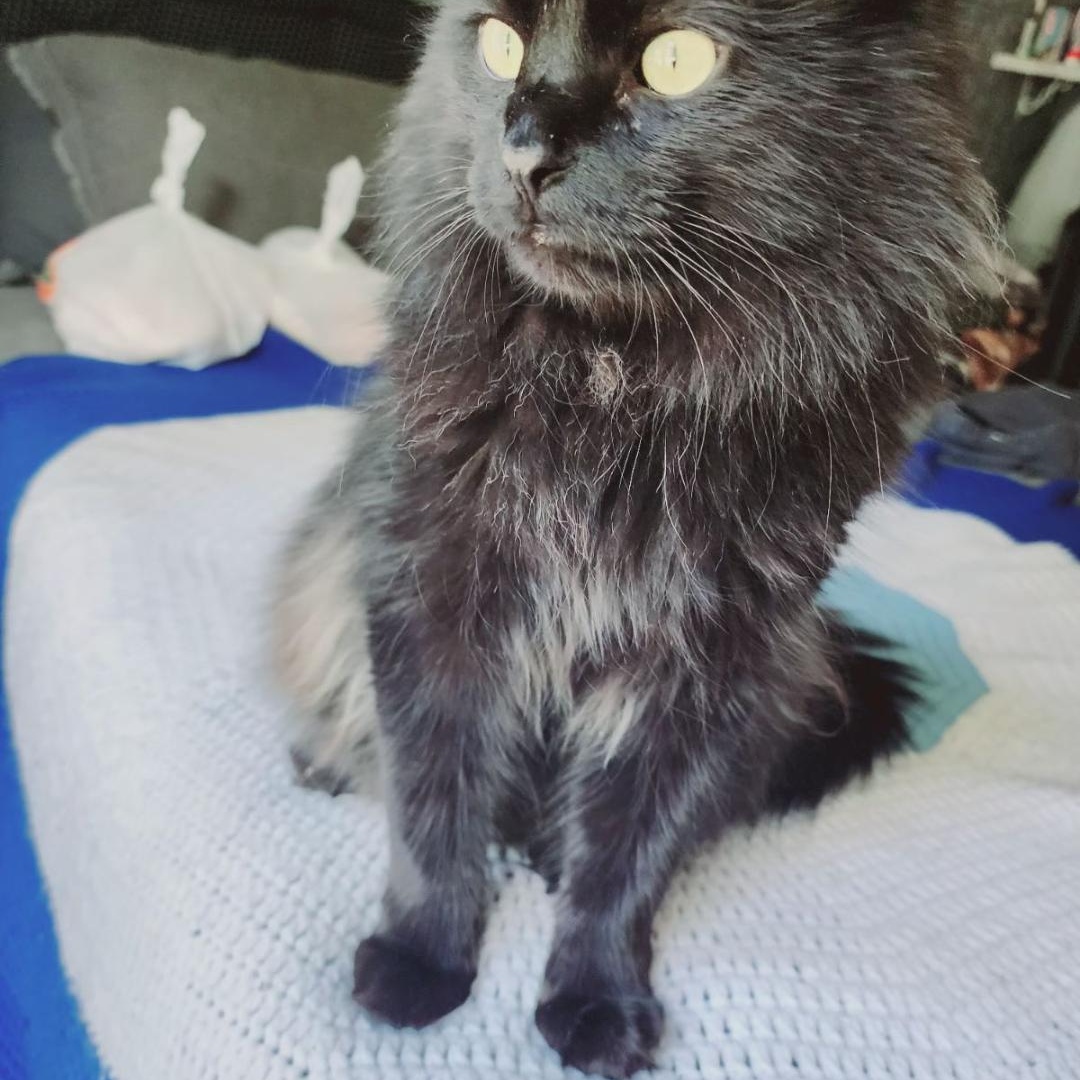 Midnight, Adult Male Domestic Long Hair