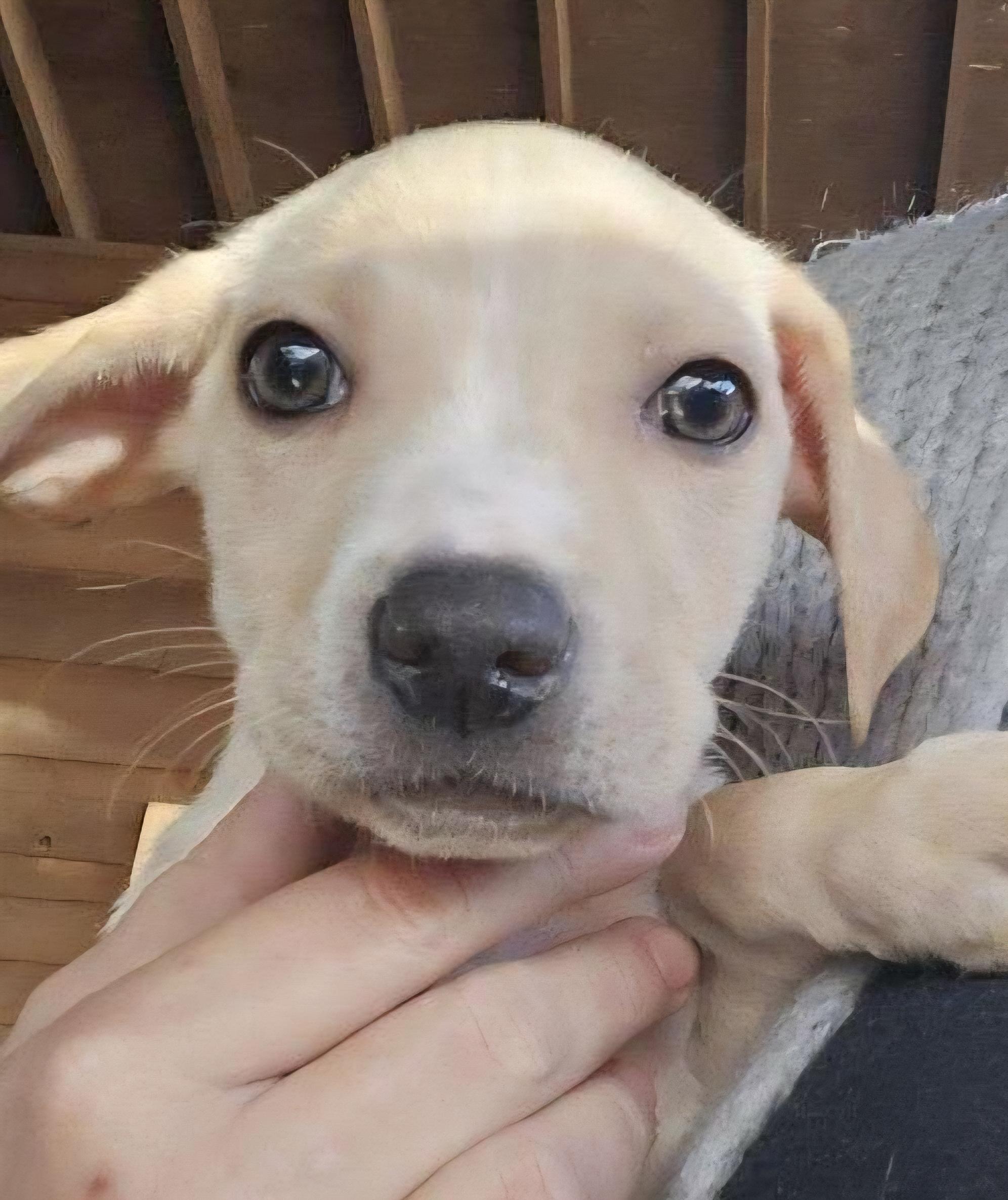 Enlarge Valentine Pups, a ADOPTABLE Mixed Breed in Lawrenceville, GA image 5/6