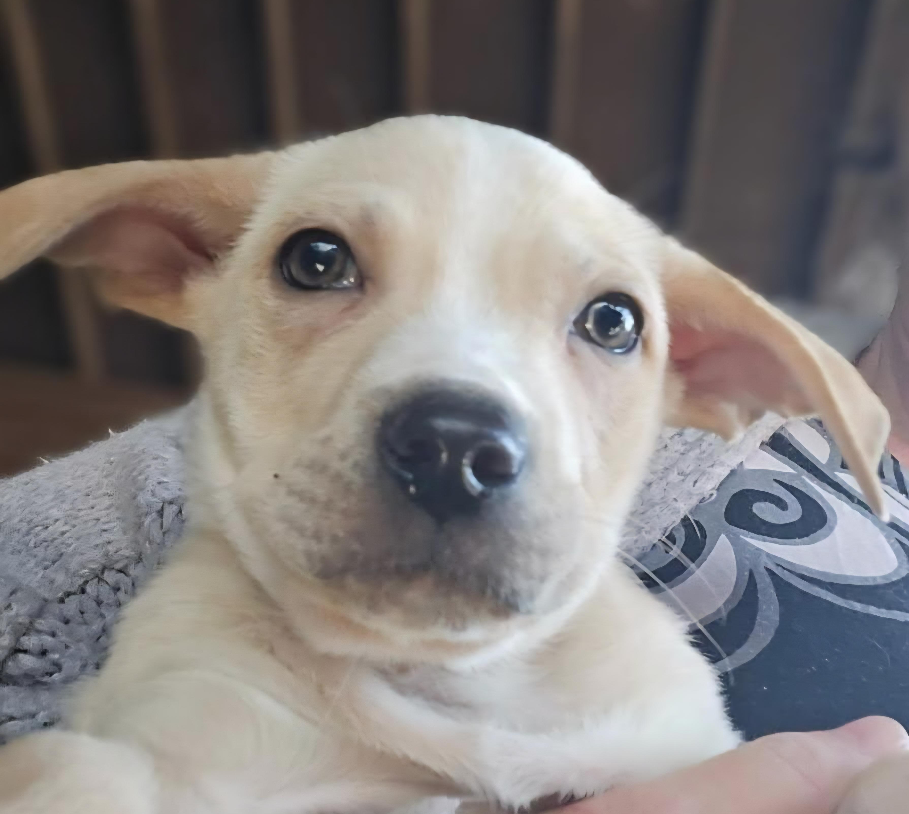 Enlarge Valentine Pups, a ADOPTABLE Mixed Breed in Lawrenceville, GA image 2/6