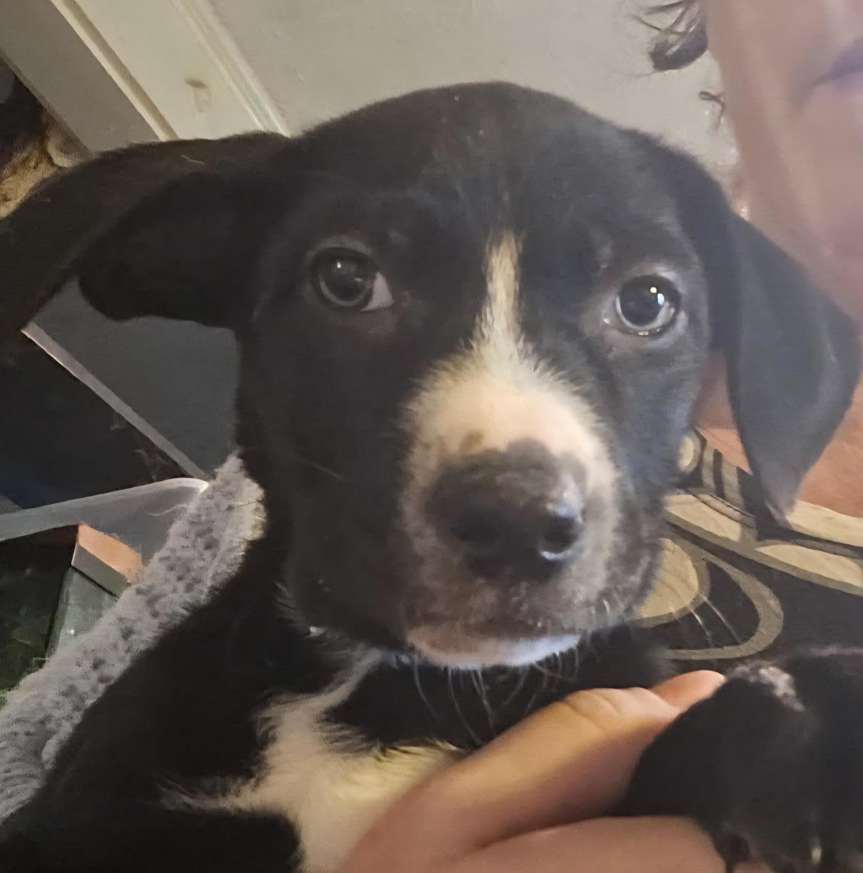 Enlarge Valentine Pups, a ADOPTABLE Mixed Breed in Lawrenceville, GA image 1/6