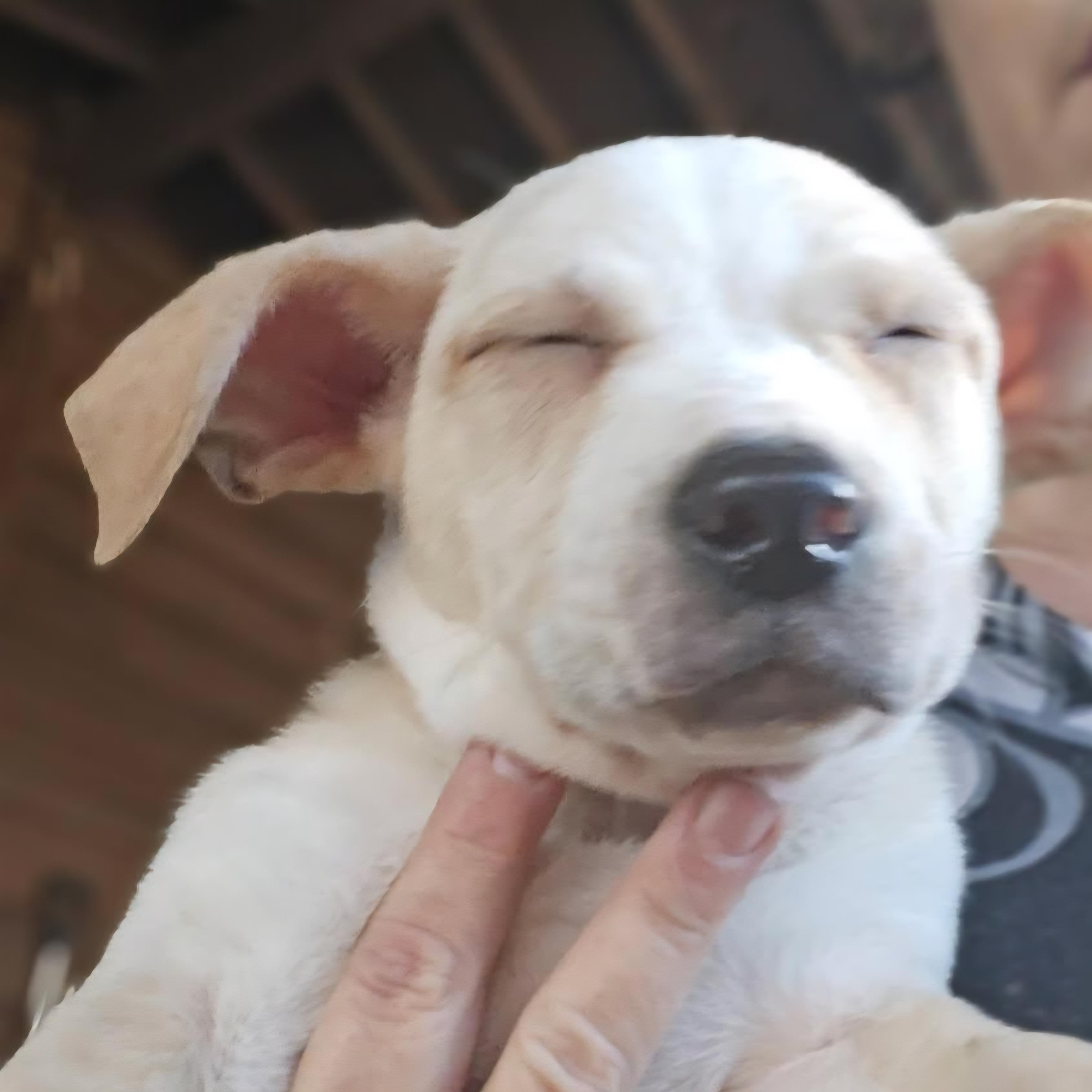 Enlarge Valentine Pups, a ADOPTABLE Mixed Breed in Lawrenceville, GA image 4/6
