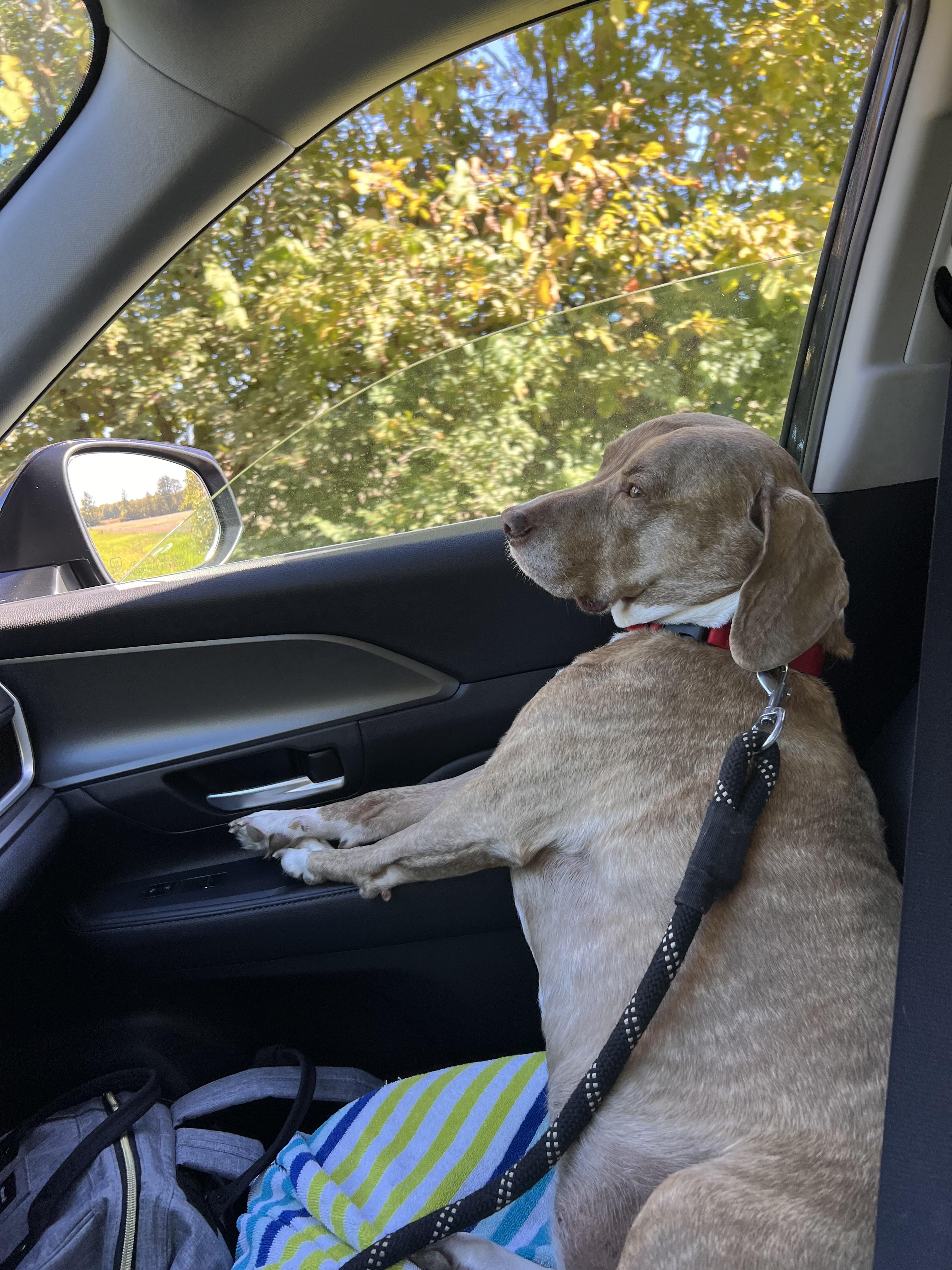 Andy, Adoptable, Senior Male Beagle & American Staffordshire Terrier.