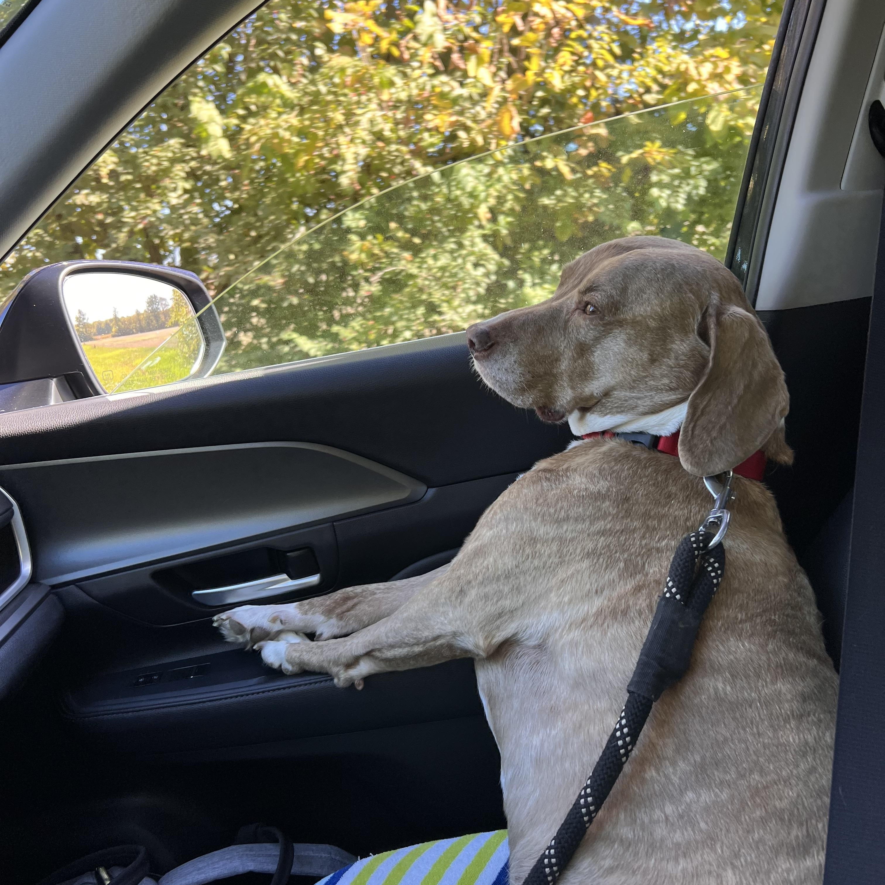 Enlarge Andy, a Adoptable mixed breed in Bethel, OH image 1/4