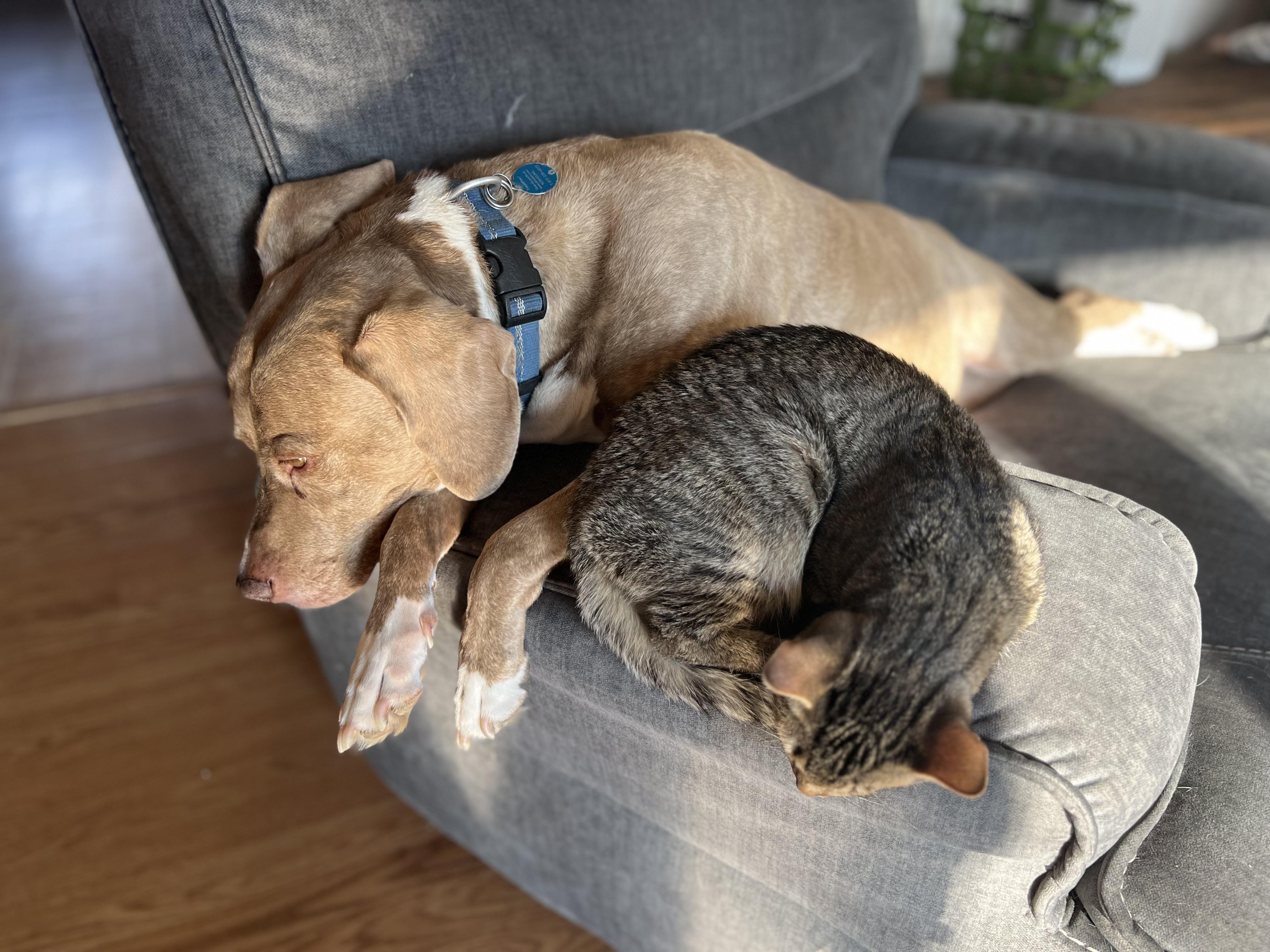 Andy, a Adoptable mixed breed in Bethel, OH image 2/4