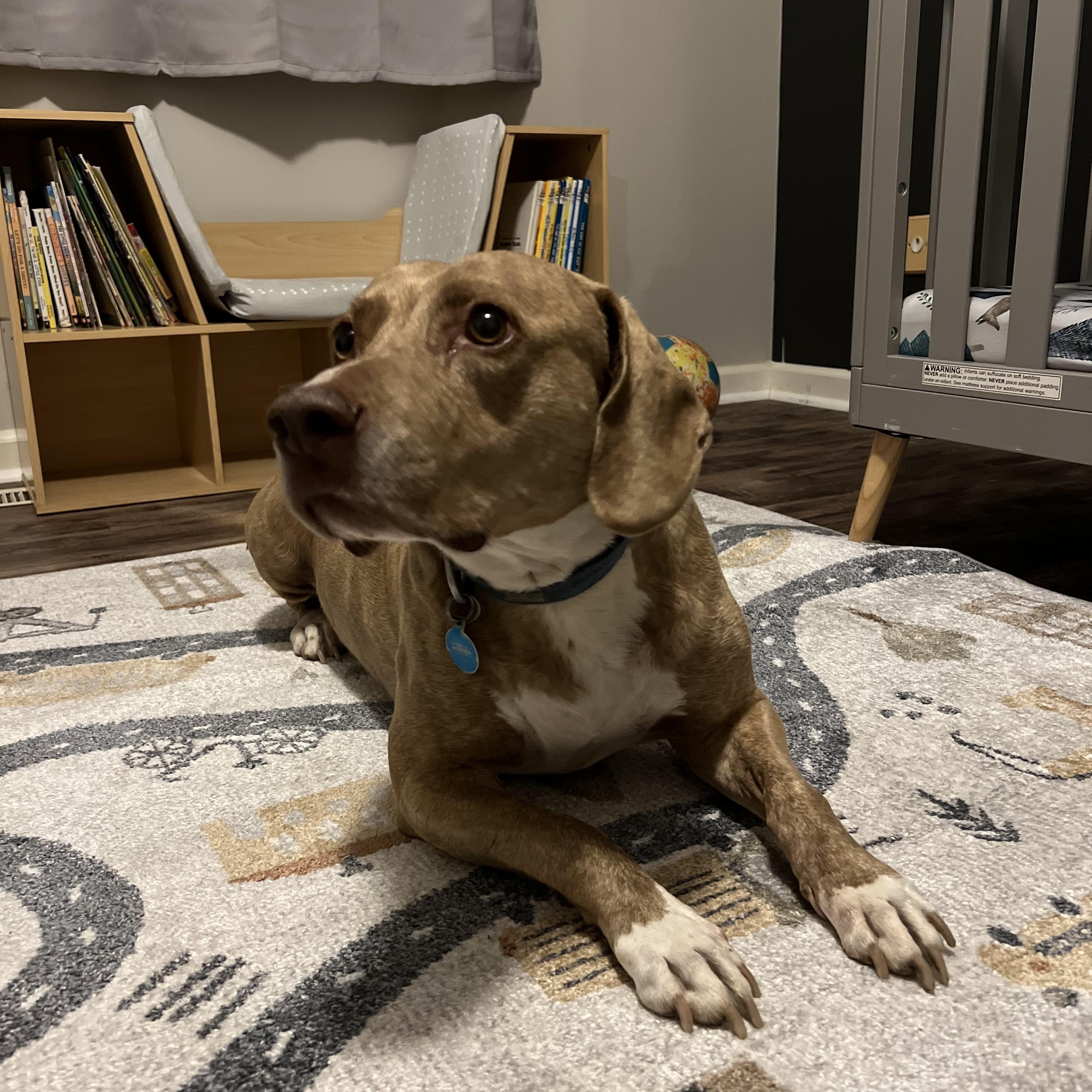 Enlarge Andy, a Adoptable mixed breed in Bethel, OH image 3/4