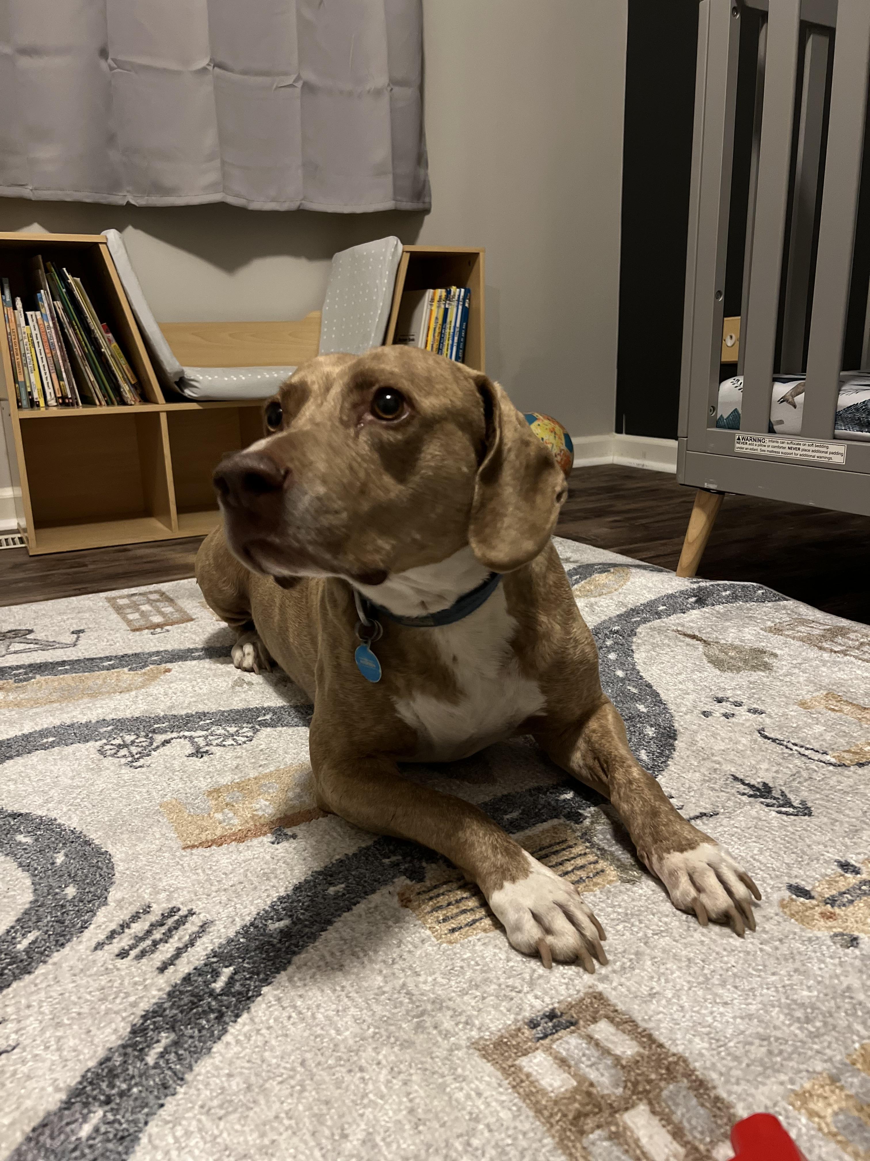 Andy, a Adoptable mixed breed in Bethel, OH image 3/4