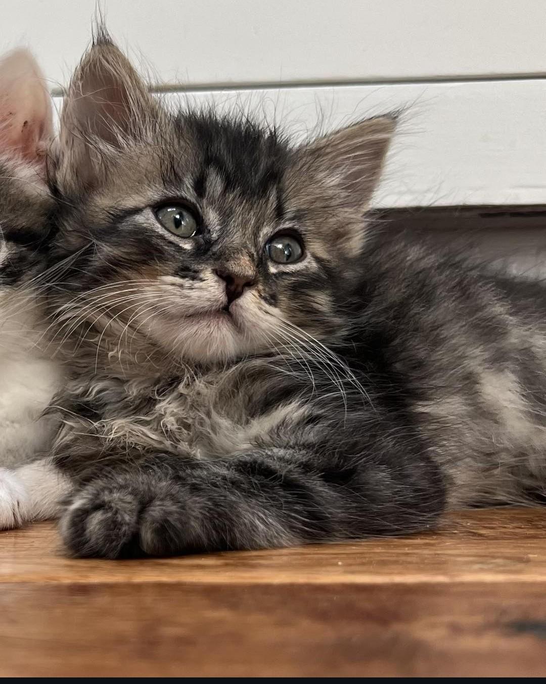 Alo, a Adoptable mixed breed in Santa Monica, CA image 3/5