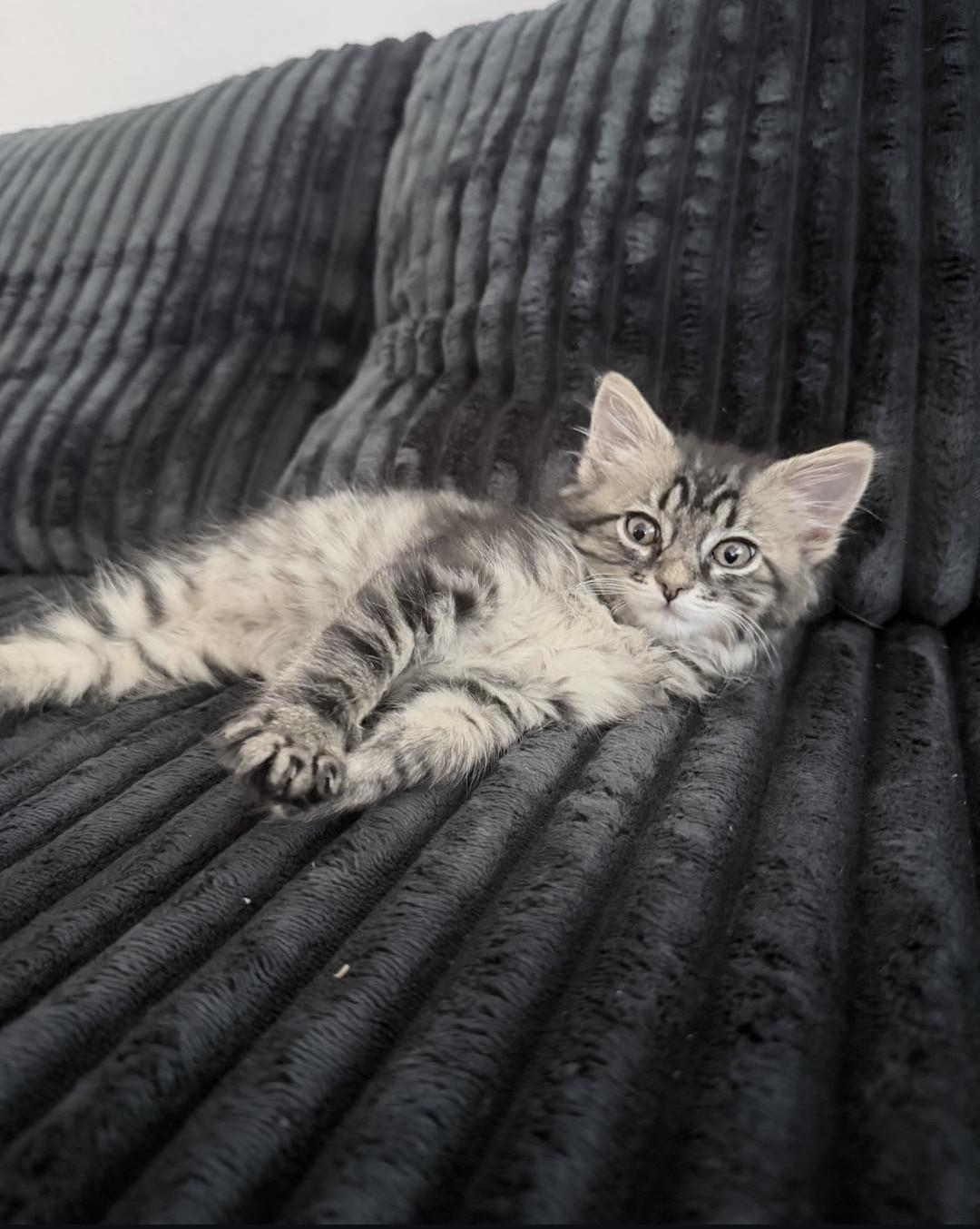 Alo, a Adoptable mixed breed in Santa Monica, CA image 2/5