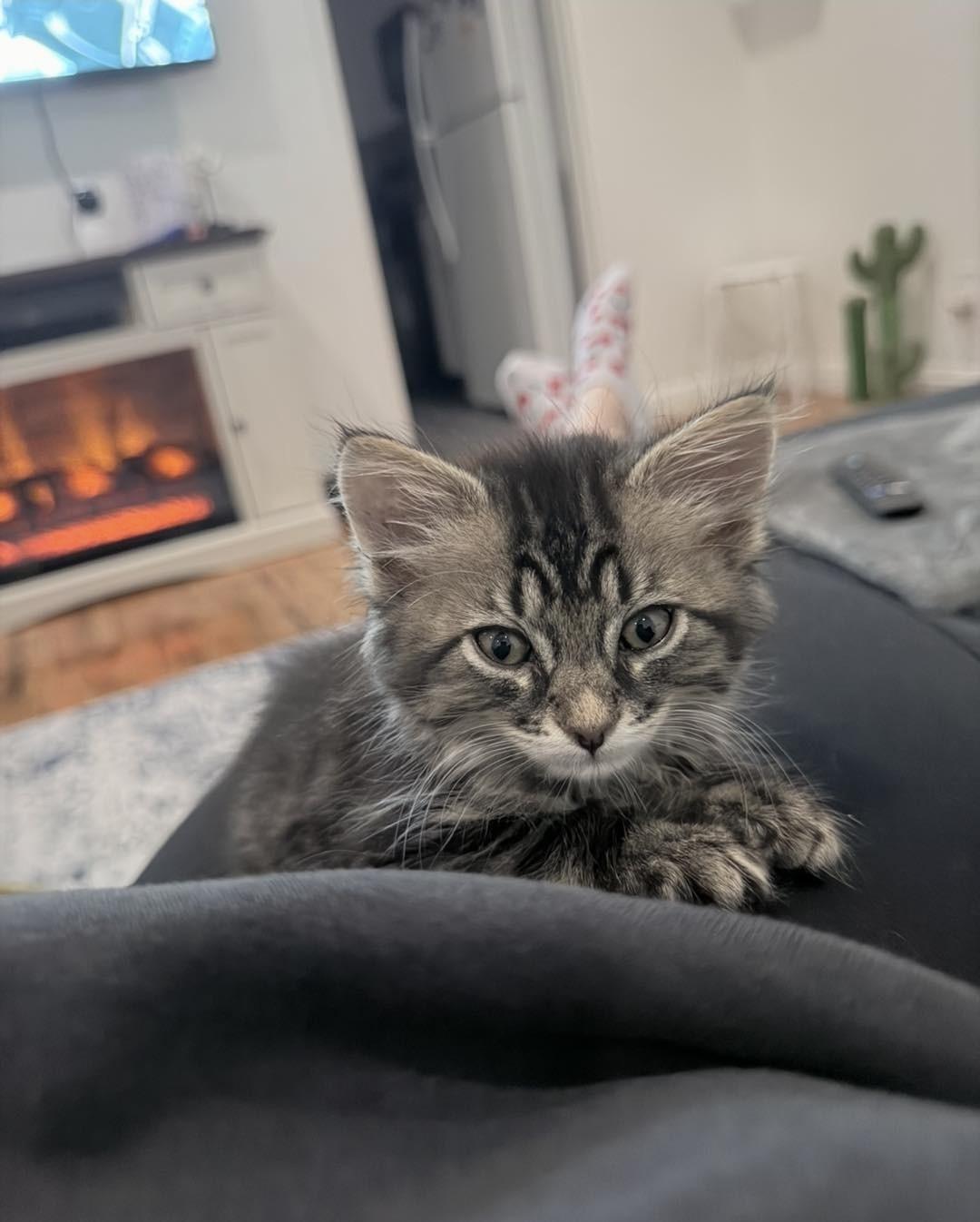 Alo, Adoptable, Kitten Male Tabby.