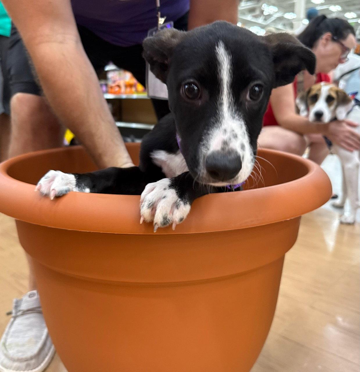 Quinney, Adoptable, Puppy Female American Staffordshire Terrier & Pit Bull Terrier.