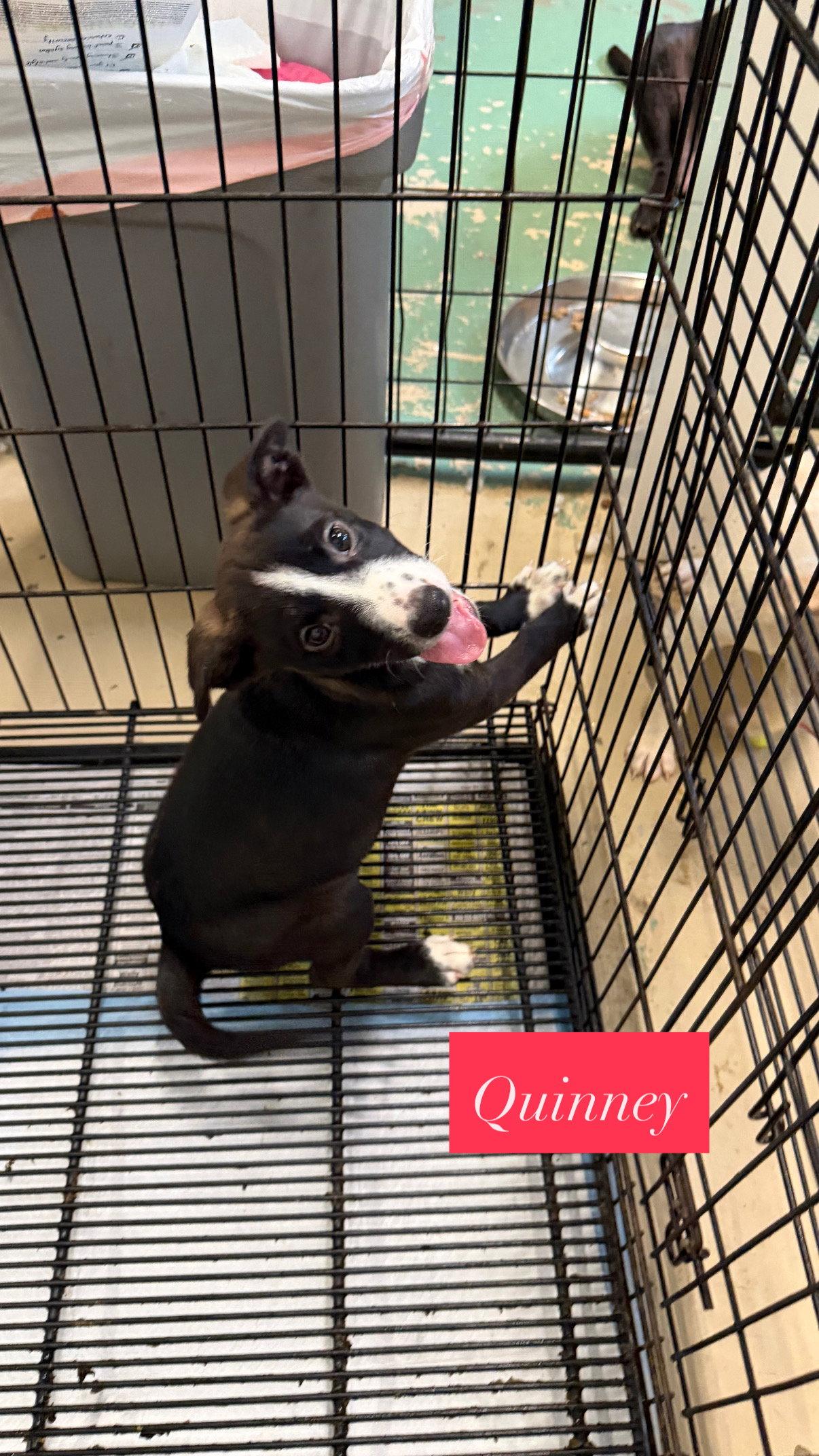 Enlarge Quinney, a Adoptable mixed breed in GILBERTS, IL image 2/3