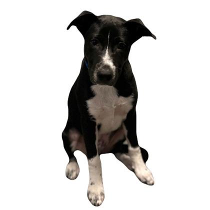 Bogey, Adoptable, Puppy Male Border Collie.