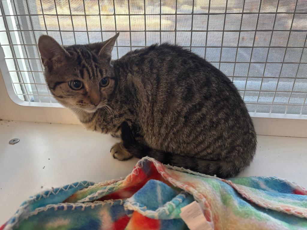 Crawford Eddy, a Adoptable mixed breed in Gorham, ME image 2/3