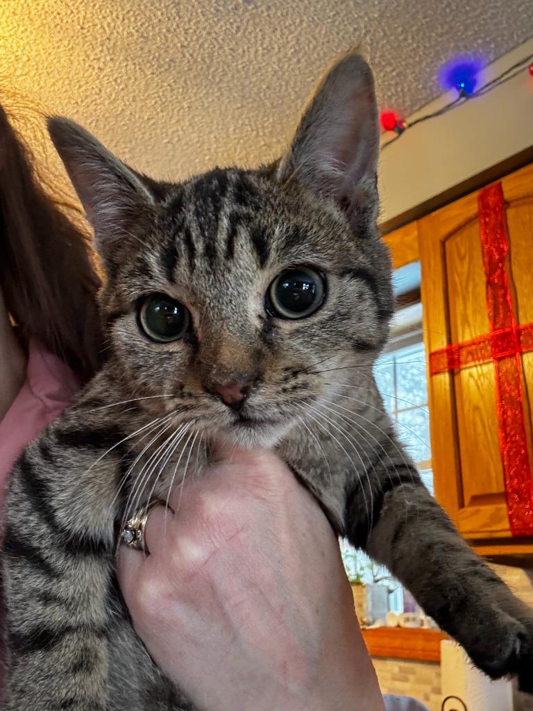 Crawford Eddy, Adoptable, Young Female Domestic Short Hair.