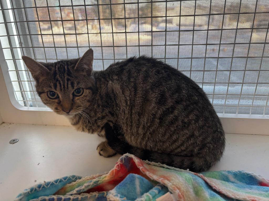 Crawford Eddy, a Adoptable mixed breed in Gorham, ME image 3/3